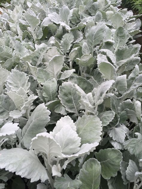 Dusty Miller December Flowers, Silver Plants, June Flowers, October Wedding Flowers, August Flowers, October Flowers, July Flowers, Silver Plant, Wedding Flower Design