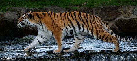 Tiger Looking Up, Tiger Stretching, Tiger Illustration Art, Tiger Drawings, Tiger Black And White, Tiger Standing, Draw Tiger, Tiger In Water, Tattoos Tiger