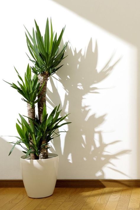 Best Indoor Trees, Yucca Plant, نباتات منزلية, Indoor Trees, Hanging Plants Indoor, Best Indoor Plants, Low Light Plants, Bathroom Plants, Plant Decor Indoor