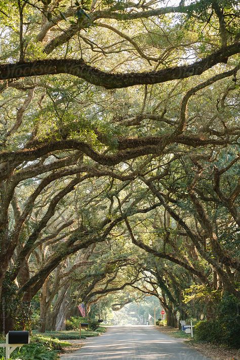 Magnolia Springs Alabama, Fair Hope Alabama, Southern States Aesthetic, Oak Tree Aesthetic, Springs Aesthetics, Billy Bibbit, Southern Live Oak Tree, Alabama Aesthetic, Memphis Aesthetic