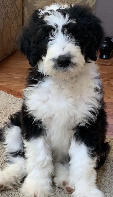 Black And White Doodle Dog, Black And White Bernedoodle, Mini Sheepadoodle, Sheepadoodle Puppy, Dog Breeds Medium, Bernedoodle Puppy, Doodle Dog, Horses And Dogs, Cute Dogs And Puppies