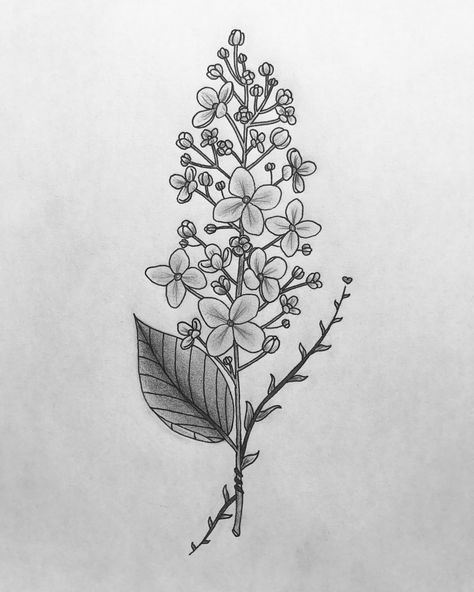 Washington Lilacs Drawing, Butterfly Lilac Tattoo, Lilac Tattoo Stencil, Lilac Drawing Tattoo, Lilocks Flower Tattoo, Chickadee And Lilac Tattoo, Washington Lilacs Zach Bryan Tattoo, Lilac Tattoo Design Black And White, Lilac Flower Tattoo Black And White