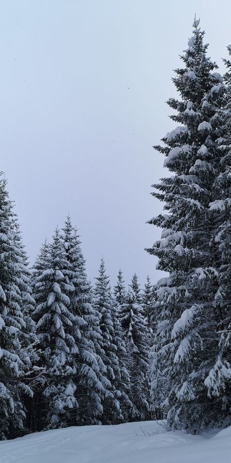 Snowy Winter Wallpaper, Snow Nature Wallpaper, Christmas Phone Wallpaper Trees, Snowy Tree Aesthetic, Pine Trees In Snow, Snowy Trees Aesthetic, Winter Trees Aesthetic, Snowy Aesthetic Wallpaper, Snow Trees Wallpaper