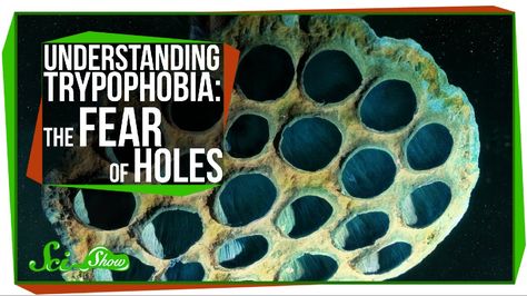 SciShow Explains the Phenomenon of Trypophobia, A Fear of Small Clusters of Holes Phobia Of Holes, Fear Of Holes, Teaching Inspiration, The Fear, Educational Videos, Art Tips, How To Make Beads, Bird House, Small Spaces