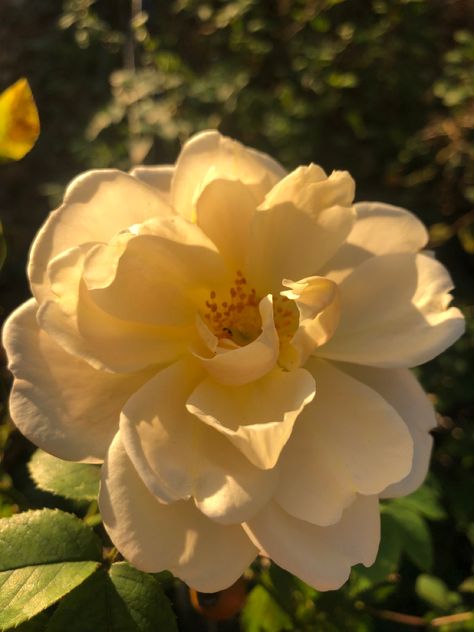 #rose #yellow #gold #goldenhour #flowers Brandy Rose, Rose Music, Sea Of Monsters, Golden Flower, Golden Rose, Rose Yellow, Birthday Photo, Gold Flower, Soft Girl