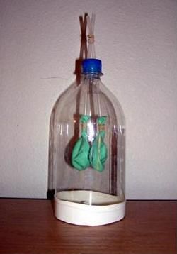 Photo shows a 2-liter bottle with two straws sticking through the cap. A balloon is held onto the ends of each straw with a rubber band. The bottom of the bottle has been cut off and a third, larger balloon is covering the opening. Respiratory System Projects, Lds Homeschool, Lung Model, Human Body Projects, Human Body Science, Human Body Unit, Human Body Parts, Human Body Systems, Preschool Science