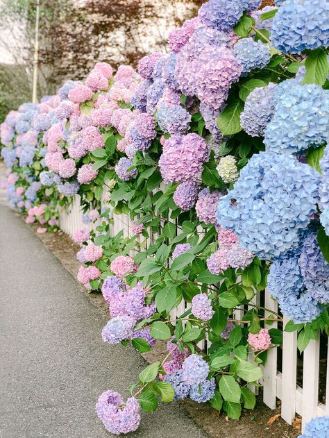 Guide to Nantucket in the Summer + all things hydrangea heaven #hydrangeas #blueflowers #pinkhydrangeas #garden Hydrangea In Florida, Hydragenas Garden Ideas, Hydrangeas Nantucket, Nantucket Flowers, Hydrangea Background, Nantucket Hydrangea, Hydrangea Garden Aesthetic, Charleston Summer, Hydrangea Blue Aesthetic