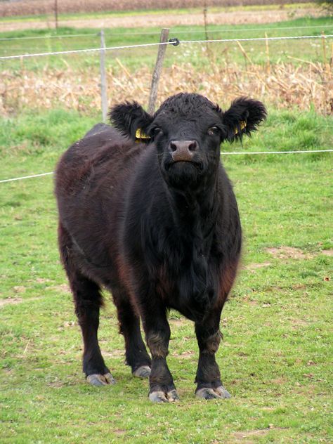 dexter cattle. i can't wait until we get ours! :) Dexter Cows, Dexter Cattle, Cattle Breeds, Beef Cattle, Hereford, Limousin, Small Farm, I Can't Wait, Dexter