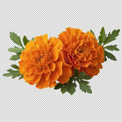 Flower Png Transparent, Edit Tools, Sun Tattoos, Marigold Flower, Night Messages, Max On, Clip Arts, Good Night Messages, E Card