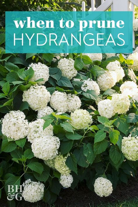 Splitting Hydrangeas, Hydrangea Plant Care, When To Prune Hydrangeas, Michigan Garden, How To Trim Bushes, Garden Hydrangea, Pruning Plants, Pruning Hydrangeas, Hydrangea Tree