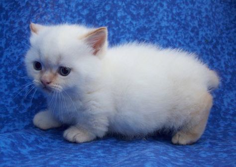 Gato Munchkin bebé blanco y esponjado Gato Munchkin, Munchkin Kitten, Rare Cat Breeds, Cat Allergies, Munchkin Cat, Cat Urine, Cat Spray, Cat Photo, Cat Pics