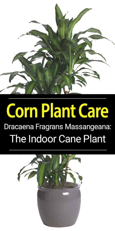 Dracaena fragrans known as “corn plant”, grown in many forms, usually multiple plants of staggered heights, hardy indoors when acclimated. Learn more on it's care... Corn Plant Dracaena, Corn Tree Plant, Corn Plants Indoor, Mass Cane Plant Care, Dracena Plant Care, Corn Plant Indoor Care, Corn Plant Care, Mass Cane Plant, Yucca Cane