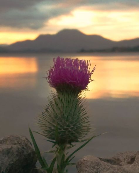 Scotland Background, Loch Lomond Scotland, Ben Lomond, Bad Marriage, Scotland Forever, Outlander Tv Series, Thistle Flower, Loch Lomond, Outlander Tv