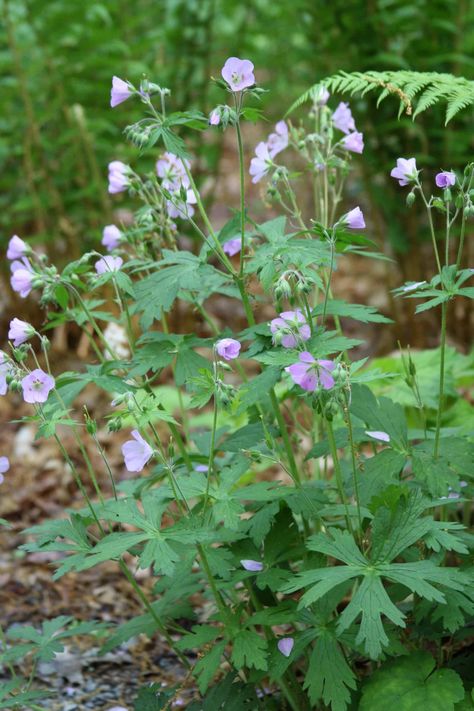 Geranium_maculatum_DanJaffe (1) Maine Wildflowers, Washington State Wildflowers, Meadow Sweet Plant, Minnesota Native Wildflowers, Wisconsin Native Wildflowers, Wild Geranium, Sand Textures, Butterfly Plants, Spring Wildflowers