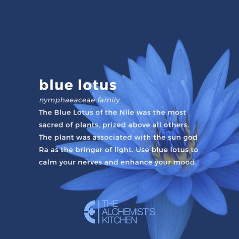 Deep Dreaming with Blue Lotus #herbs #herbalhealth #alternativehealing #health #thealchemistskitchem #herbalism #cleanliving #lotus Flower Magical Properties, Blue Lotus Tea, Lotus Flower Pictures, Lotus Tea, Rhapsody In Blue, Blue Lotus Flower, Magic Herbs, Writing Motivation, Flower Meanings