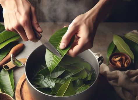 10 Health Benefits Of Mango Leaves Water Benefits Of Mango Leaves, Mango Leaf Tea Benefits, Mango Leaves Benefits, Korean Pickled Radish, Health Benefits Of Radishes, Benefits Of Mango, Mango Health Benefits, Leaf Health, Mango Leaves