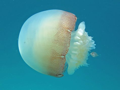 Cannonball jellyfish, Navarre Beach, Florida Cannonball Jellyfish, Floating Objects, Navarre Beach Florida, Marine Organism, Cnidaria, Navarre Beach, Jellyfish Art, Water Animals, Ocean Creatures