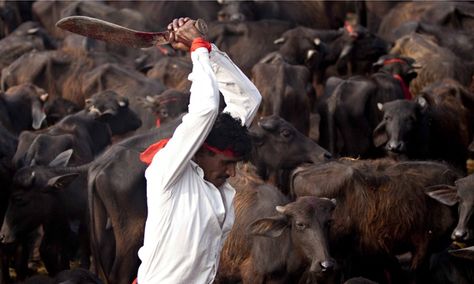 Thousands of buffaloes, goats and birds killed at Gadhimai festival, Bariyarpur, as act of gratitude to Hindu goddess -- But fewer this year than before, and animal rights activists may have had an impact Animal Sacrifice, Animal Slaughter, Hindu Festival, Climb Trees, Hindu Goddess, Animal Rights Activist, Big Animals, Hindu Festivals, Religious Freedom