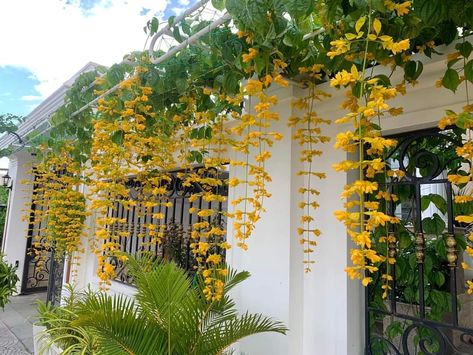 Garden Creeper Ideas, Balcony Creeper Plants, Flower Garden Images, Creepers Plants, Creative Garden Decor, Vegetable Garden Planner, Natural Fence, Diy Garden Fountains, Cottage Garden Design