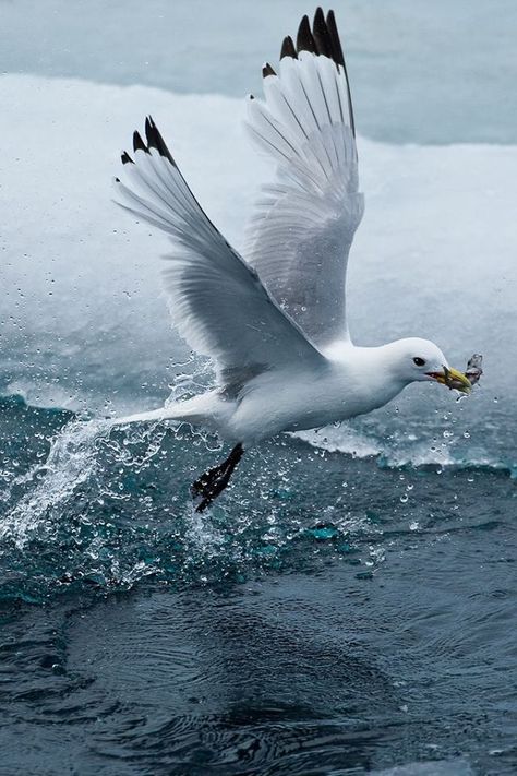 Coastal Birds, Image Nature, Shorebirds, Sea Birds, Bird Photo, Birds Flying, Birds In Flight, Sea Creatures, Beautiful Creatures