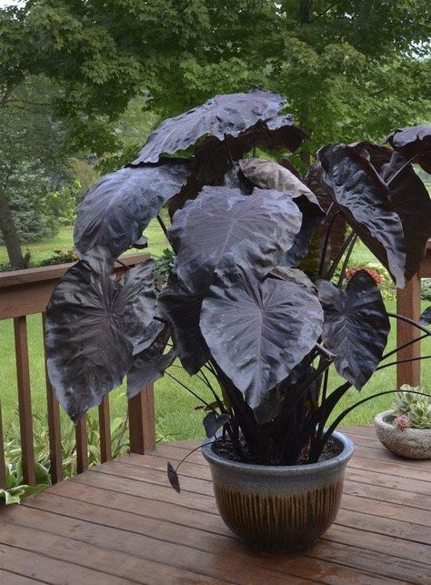 To create a suitable growing environment for your potted elephant ears, use a well-draining potting mix enriched with organic matter. This helps to retain moisture while preventing the soil from becoming too soggy. Place the pot in a location that receives bright, indirect light for optimal growth. Elephant ears prefer warm temperatures, so avoid exposing them to cold drafts or extreme temperature fluctuations. Colocasia Esculenta, Goth Garden, Elephant Ear Plant, Doors Makeover, Coral Garden, Gothic Garden, Black Garden, Black Coral, Elephant Ears