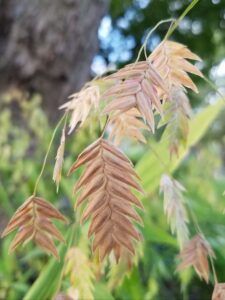 Northern Sea Oats; River Oats - Grow Native! Northern Sea Oats Landscaping, River Oats, Northern Sea Oats, Sea Oats, Native Plant Gardening, Flower Spike, Fresh Cut Flowers, Light Shade, Ground Cover