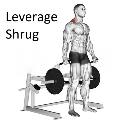 Leverage Shrug Shrug is a muscle-building exercise that strengthens the traps as well as deltoids. The Leverage shrug is a fantastic basic movement. If done correctly, it is able to concentrate your neck shoulders, neck upper back, neck, and the upper part of your body. It requires a weight machine to perform. The muscles involved in shrug leverage may […] Traps Muscle, Standing Posture, Weight Machine, Muscle Building Workouts, Strength Workout, Back Neck, Build Muscle, Mens Fitness, Muscles