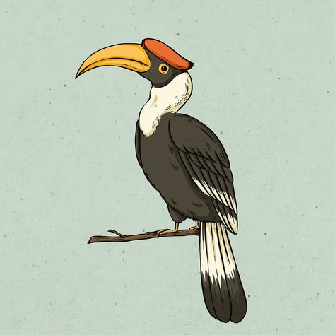 Hornbill Cartoon, Hornbill Painting, Hornbill Drawing, Hornbill Illustration, Hornbill Bird, Wildlife Drawings, Cards Illustration, Illustration Reference, Kids Alphabet