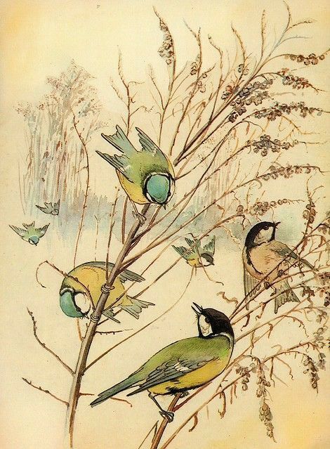 Country Diary Of An Edwardian Lady, Foto Muro Collage, Edith Holden, Marjolein Bastin, Literature Art, Nature Journal, Bird Illustration, Mail Art, Botanical Illustration