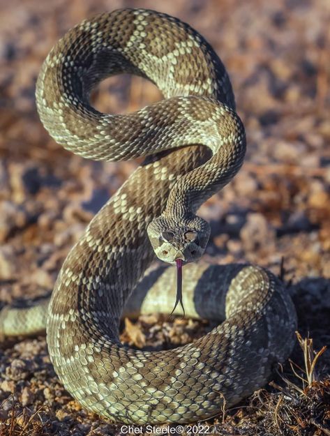 Rattlesnake Photo, Snake Coiled, Radio Company, Halloween Live Wallpaper, How To Draw Anything, Scary Snakes, Inca Tattoo, Poisonous Snakes, Rattle Snake