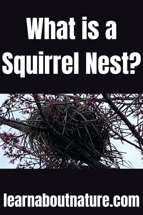 What is a Squirrel Nest? Squirrel Nest, Nature Website, Winter Squirrel, Squirrel Home, Flying Squirrels, Squirrel Feeders, Art Decor Fashion, Squirrel Feeder, Adorable Creatures