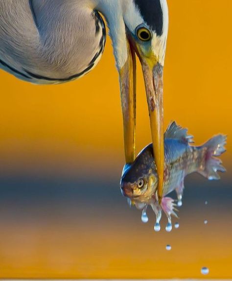 grey heron catching a fish Grey Heron, Photography Club, Sketches Pencil, Art Drawings Sketches Pencil, Catching Fish, Indian Photography, Birds Eye View, Birds Eye, Art Drawings Sketches