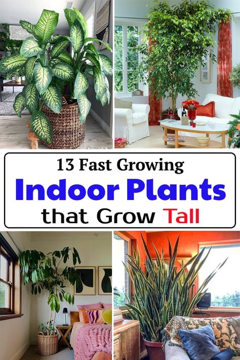 Create a larger than life look in your home instantly with Fast Growing Indoor Plants that Grow Tall to add beauty and character to your rooms. High Light Indoor Plants, Tall Inside Plants, Large Indoor Trees Low Light, Best Tall Indoor Plants, Tall Houseplants Indoor, Big Houseplants Indoor, Huge Indoor Plants, Fast Growing Indoor Plants, Fast Growing Houseplants