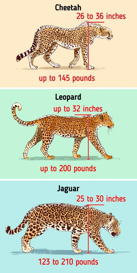 If you don’t know how to tell a cheetah from a leopard, or a leopard from a jaguar, you are not alone. These large spotted cats are often confused with each other. Although, there are more differences between them, than similarities. You just need to have a closer look. Together with 5-Minute Crafts, you’ll learn how to easily differentiate a cheetah, a leopard, and a jaguar. And they will never look the same to you again. Cheetah And Leopard Difference, Jaguar Reference Drawing, How To Draw A Cheetah, Leopard Anatomy, Cheetah Anatomy, Jaguar Reference, Leopard Reference, Jaguar Sketch, Jaguar Aesthetic