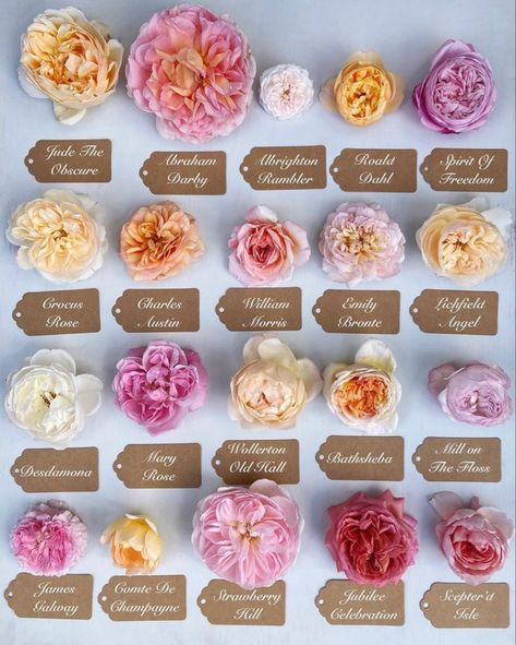 Knight Lady, Austin Rose, Rose Varieties, Flower Guide, Types Of Roses, Cut Flower Garden, David Austin Roses, David Austin, Fade Out