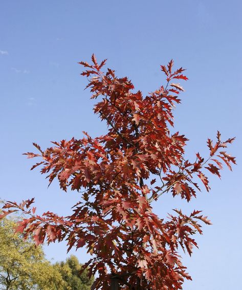 Red Oak Tree Information: How To Grow A Red Oak Tree Oak Trees Landscaping, Maple Tree Tattoos, Tree Branch Wedding, Willow Tree Wedding, Red Oak Tree, Palm Tree Drawing, Tree Textures, Tree Service, Service Learning