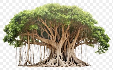 Banyan Tree Bonsai, Plant White Background, Village Scene Drawing, 3d Photoshop, Murugan Wallpapers, Lay Out, Butterflies Wreath, Lord Murugan Wallpapers, Scene Drawing