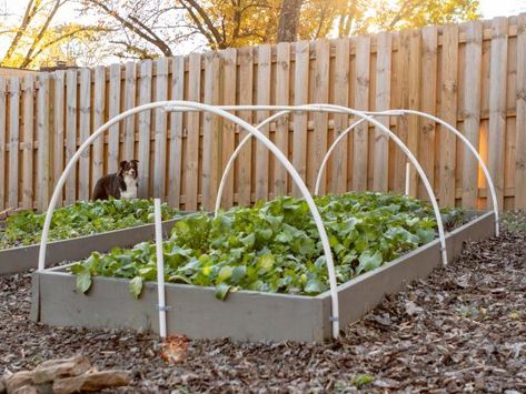 What to Plant This Fall | DIY Network Blog: Made + Remade | DIY Hoop House, Winter Gardening, Indoor Vegetable Gardening, Backyard Vegetable Gardens, Diy Winter, Raised Garden Beds Diy, Garden Types, Diy Greenhouse, Garden Greenhouse