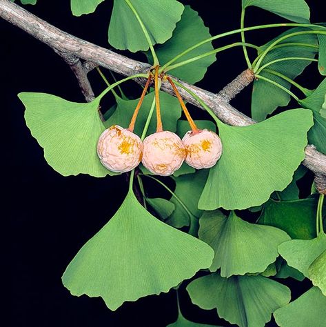 Ginkgo biloba - Monaco Nature Encyclopedia Ginkgo Biloba Tree, Maidenhair Tree, Ginko Biloba, Living Fossil, Ginkgo Tree, Gingko Leaves, Golden Yellow Color, Ginkgo Biloba, Ginkgo Leaf