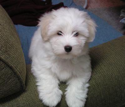 Coton de Tulear puppy: looks just like wrangler Cotton De Tulear, Coton De Tulear Puppy, Coton De Tulear Dogs, Coton De Tulear, Havanese Puppies, Havanese Dogs, Maltese Puppy, Silly Dogs, Love And Happiness