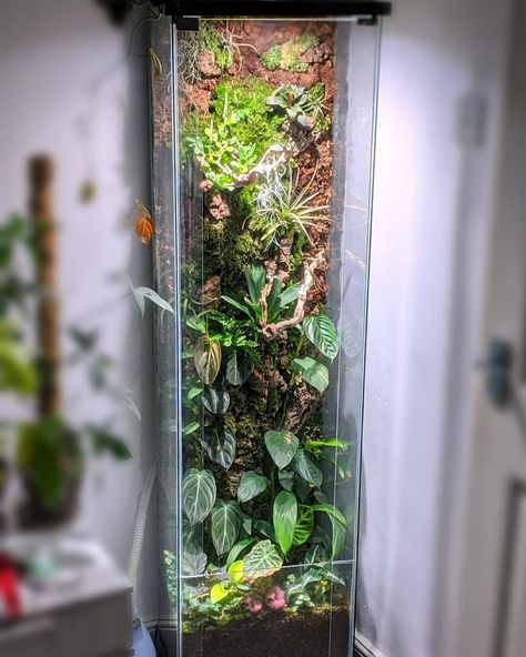 Detolf Ikea, Terrarium Cabinet, Big Terrarium, Ikea Terrarium, Tall Terrarium, Tall Aquarium, Insect Terrarium, Ikea Fabrikor, Vitrine Ikea