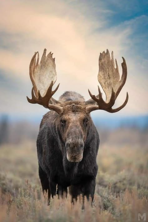 Moose Wall Art, Moose Pictures, Moose Hunting, Bull Moose, Deer Family, Mule Deer, Manx, Wild Life, Animal Photo