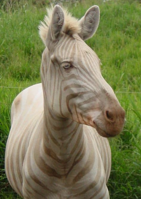 Zebra Horse, Golden Zebra, Crazy Nature, Crafts Animals, Quotes Light, Aesthetic Forest, Tanzania Africa, Forest Tattoos, Serengeti National Park