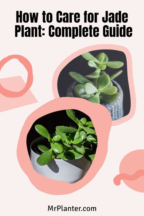 Uncover the secrets to jade plant care and watch your beloved Crassula ovata flourish into a vibrant, healthy houseplant. Click the image to know more. Follow us for more tips. Jade Plant Care, Succulent Potting Mix, Lucky Plant, Scale Insects, Jade Plant, Insecticidal Soap, Succulent Soil, Pink Jade, Crassula Ovata