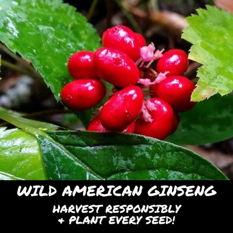 Foraging Washington State, Arizona Foraging, Wild Ginseng Plant, Growing Ginseng, Virginia Foraging, Ginseng Plant, Herbal Medicine, Native Plants, Gardening Tips