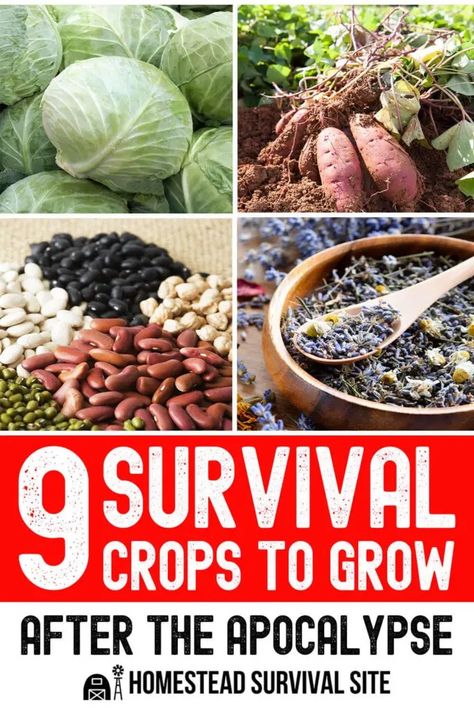 If you're planning a survival garden, which crops should you focus on first? That's the topic of this video by Epic Gardening. Epic Gardening, Growing Corn, Survival Garden, American Garden, Summer Harvest, Survival Gardening, High Calorie Meals, Survival Stuff, Garden Help