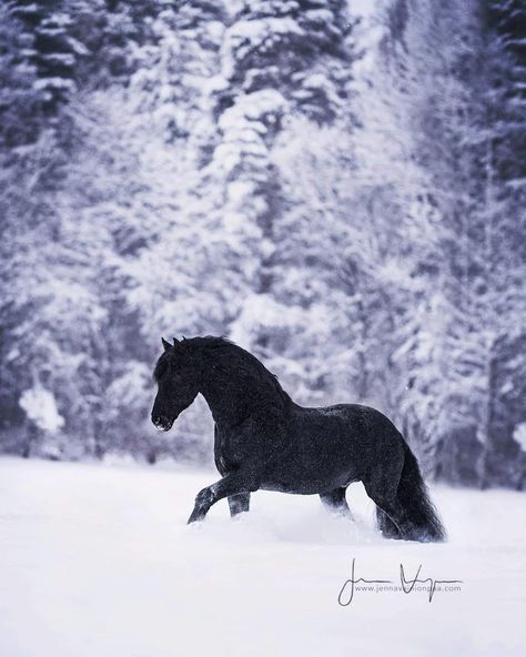 ▸ Lets keep my 2019’s feed be full with friesians, just for a little while longer 😍 This is Kris W, photographed during my trip to north… Kathiyawadi Horse, Horses In Snow, Bryer Horses, Friesian Horses, Beautiful Horses Photography, Winter Horse, Horse Anatomy, Horse Inspiration, Horse Dressage