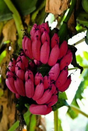 Weird Fruit, Banana Blossom, Unique Fruit, Banana Plants, Types Of Fruit, Fruit Photography, Banana Tree, Beautiful Fruits, Unusual Plants