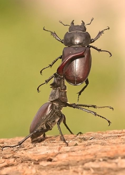 Lucanus Cervus, Weird Insects, Cool Insects, Beetle Insect, Cool Bugs, Stag Beetle, A Bug's Life, Creepy Crawlies, Arthropods