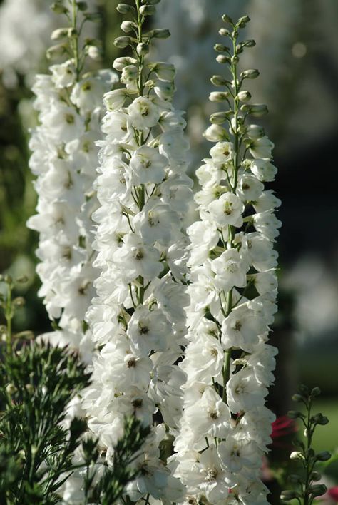 White Larkspur White Larkspur, June Flower, Neutral Wedding Flowers, Delphinium Flowers, Gothic Garden, Herbaceous Border, Flower Sleeve, English Cottage Garden, Moon Garden